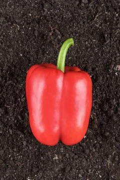 Bell pepper on the ground Stock Photos