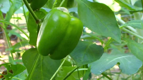 Bell Pepper Growing in the Garden Stock Footage 61236883