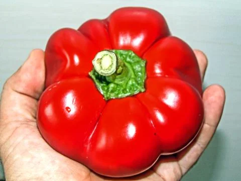 Bell pepper in a hand Fotos Stock