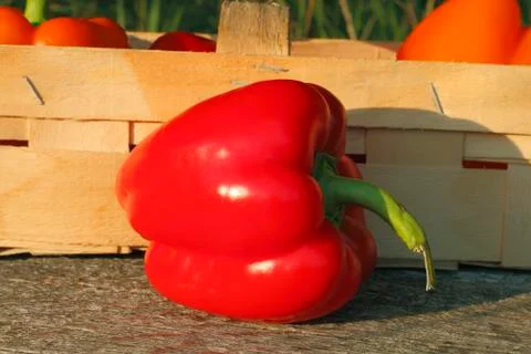Bell pepper Stock Photos