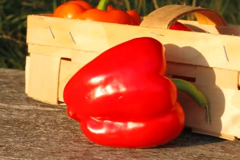 Bell pepper Stock Photos