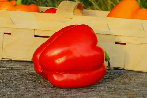 Bell pepper Stock Photos