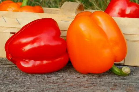 Bell pepper Stock Photos