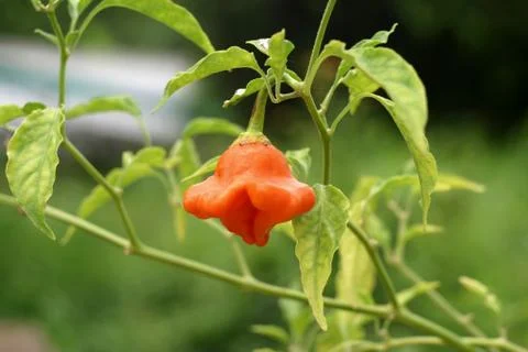 Bell pepper Stock Photos