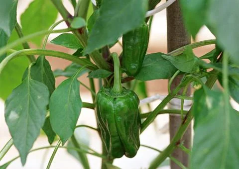Bell Pepper Stock Photos