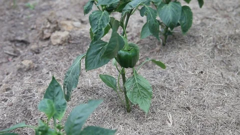 Bell Pepper plants in garden Vidéo 75373810