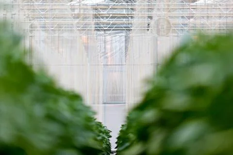 Bell pepper plants growing inside a greenhouse Stock Photos