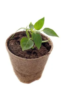 Bell pepper seedling Stock Photos
