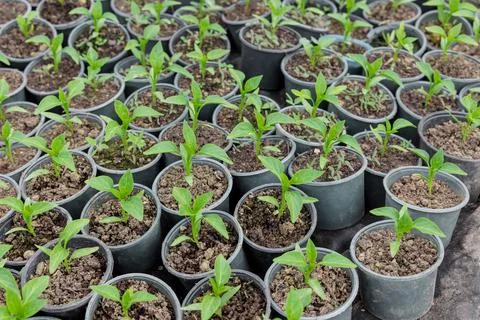 Bell pepper seedlings growing in a plastic tray. Stock Photos