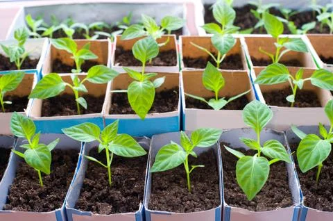 Bell pepper seedlings Stock Photos