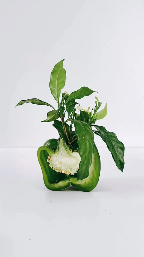 Bell pepper video, vegetable and flowers, colorful pepper display, fresh Stock Footage 311135447