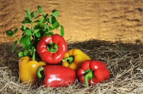 Bell Peppers Foto stock