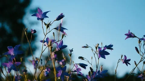 The bell scattered 1 Video stock 135963498