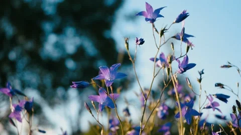 The bell scattered 2 Stock Footage 135963554
