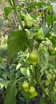 Bell shaped peppers 스톡 사진