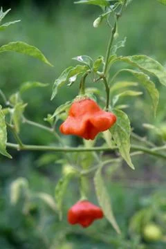 Bell sweet pepper Stock Photos