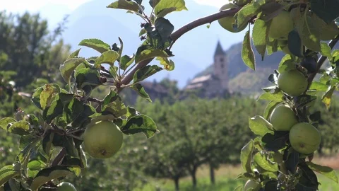 Bell Tower and apple tree Video stock 94712781