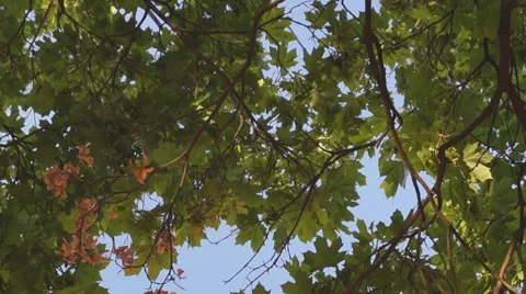 Bell tower of the monastery 動画素材 53224074