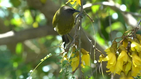 A Bellbird in a native Kowhai tree in New Zealand Stock Footage 131579649