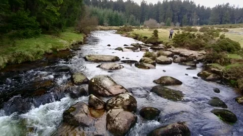 Bellever forest Stock Footage 303992628