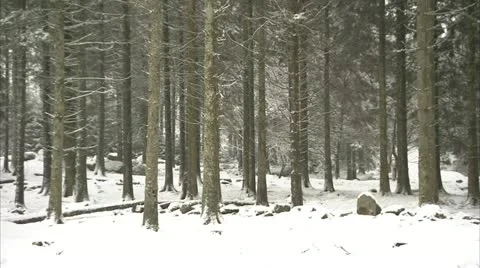 Bellever tree trunks in snow Video stock 20620197