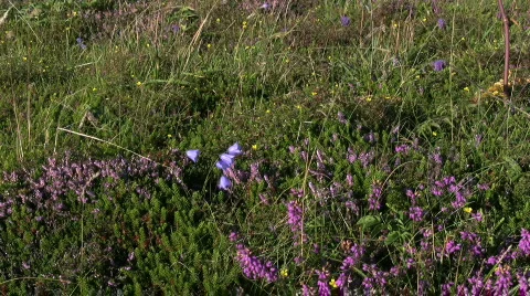 Bellflower and heather Stock-Footage 95481