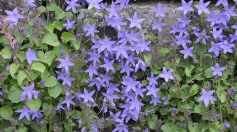 Bellflower (Campanula poscharskyana) Stock Footage