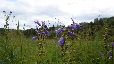 Bellflower in the field Stock Footage 112863097