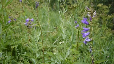 Bellflower in the field Stock Footage 112863173
