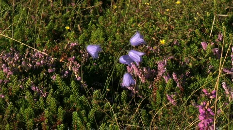 Bellflower Stock-Footage 95338