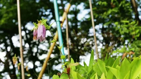 Bellflower Stock Footage 11295793