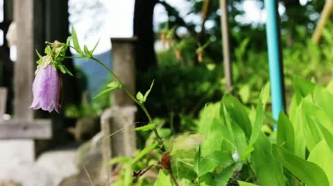 Bellflower Stock Footage 11295796