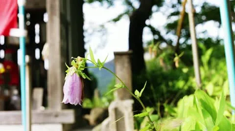 Bellflower Stock Footage 11295859