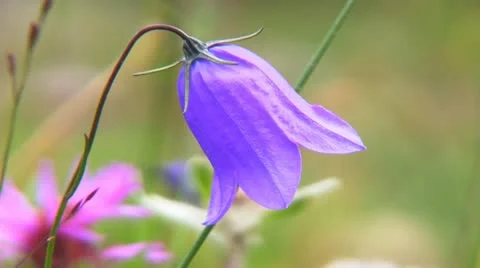 Bellflower Видео 12460945