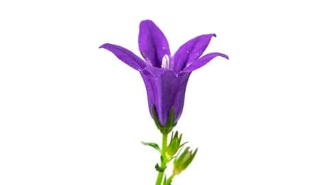 Bellflower macro timelapse on white Stock Footage 129959879