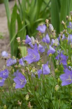 Bellflower Stock Photos