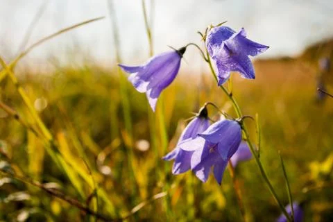 Bellflower Foto stock