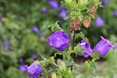 Bellflower Stock Photos