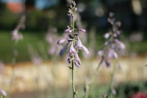 Bellflower 写真素材