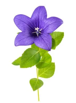 Bellflower Stock Photos