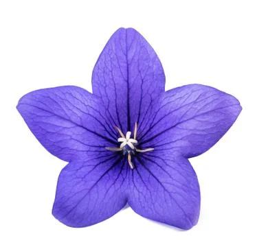 Bellflower Stock Photos