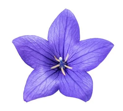 Bellflower Stock Photos