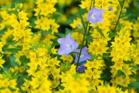 Bellflower Stock Photos