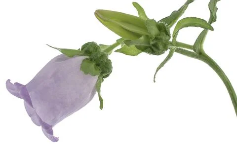 Bellflower Stock Photos