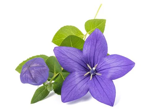 Bellflower Stock Photos