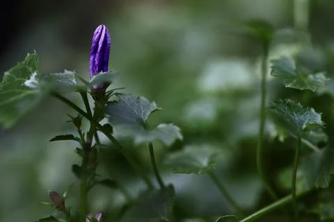 Bellflower Stock Photos