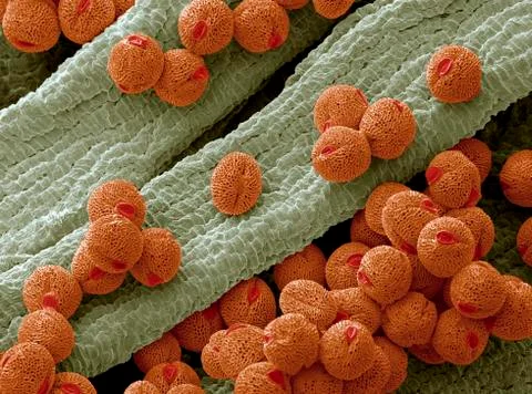 Bellflower pollen, sem Stock-Fotos