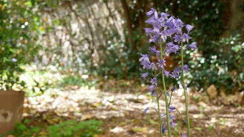 Bellflower in a spring garden Vídeos de archivo 88281014