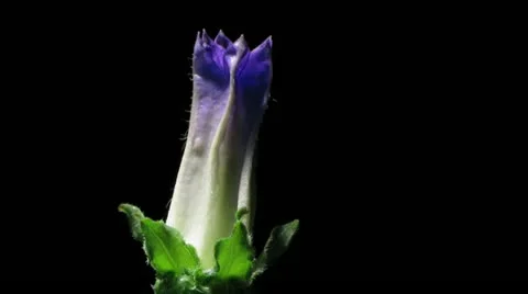 Bellflower Time-lapse Stock Footage 19901036