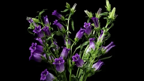 Bellflower Time-lapse Video stock 273823184
